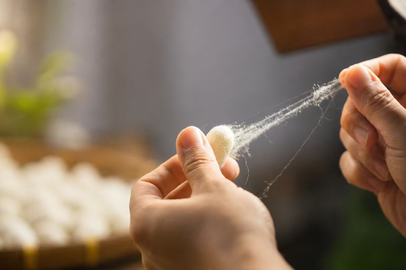 双手拉开蚕茧观察丝纤维